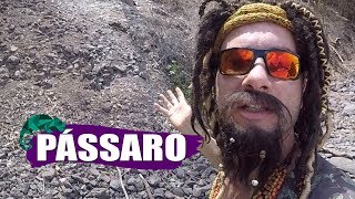 FÉRIAS DO MUSTAFARY  PÁSSARO [upl. by Zetnwahs]