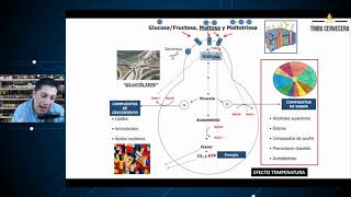 Subproductos que la Levadura Genera en la Elaboración de Cerveza [upl. by Rennane]