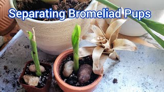 Separating Bromeliad Pups [upl. by Belac]