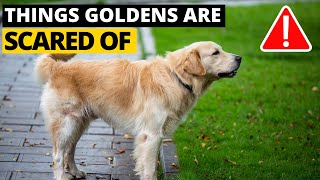 7 Most Common Things Golden Retrievers are Scared of and How to Deal with them [upl. by Kennard583]