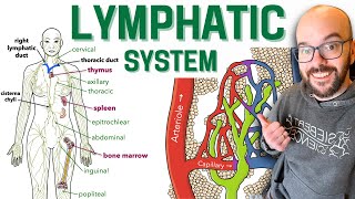 Lymphatic System [upl. by Guildroy]