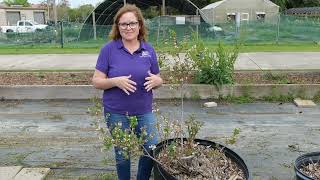 Choosing Blueberry Plants Based Upon Chill Hours [upl. by Ladonna]