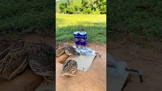 Amazing Simple Trap  Creative Quail Trap shorts  create trap [upl. by Apfelstadt182]