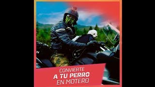 Las 6 mejores mochilas para transportar perros [upl. by Rather287]