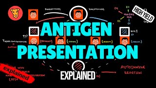 Antigen presentation HLA genes and MHC II receptors What is the difference [upl. by Fakieh20]