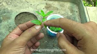 Home Advice Callisia Repens How to Propagate The Turtle Vine Plant [upl. by Heer]