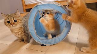 Cute friendly kittens taking turns playing in the cat tunnel [upl. by Ayikur894]