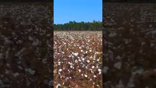 Cotton Fields Creedence Clearwater Revival Video [upl. by Dominique139]