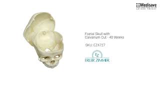 Foetal Skull with Calvarium Cut 40 Weeks EZ4727 [upl. by Alenairam]