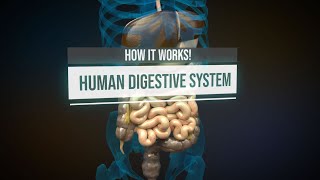 Human digestive system  How it works Animation [upl. by Kask179]