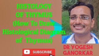 HISTOLOGY OF THYMUS  HOW TO DRAW HISTOLOGICAL DIAGRAM OF THYMUS BY DR YOGESH GANORKAR [upl. by Greenwell]