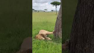 This is Maasai Mara National Reserve 🇰🇪 masaimarasafari africansafari maasaimara kenyatravel [upl. by Anival]