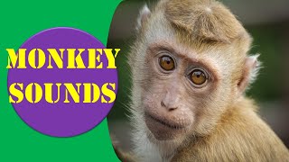 Monkey Sounds  Monkey Sound Effect  Animal Sounds [upl. by Oak]