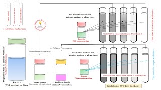 Microbiology 119 Microbiological Assay Turbidity Method of Microbial Assay  Microbiological Assay [upl. by Moersch]