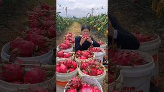 Harvesting tasty and yummy fruits 😋🍊🍓🥭🍉🍎shorts nature fruit [upl. by Maddi]