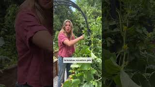 If you wanna grow more you gotta grow up ☝️ gardening garden trellis plants [upl. by Nellac]