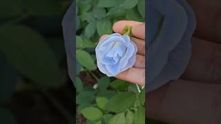 AparajitaNilkanthaButterfly pea Clitoria Ternateahappygardening nature flowers motivation [upl. by Mulry]