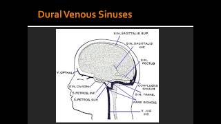 Dural Venous Sinuses  Anatomy [upl. by Marley]