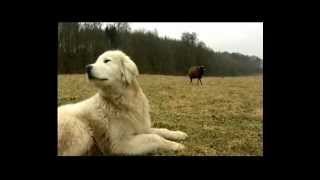 Nordmagazin N3 Maremmano Abruzzese Herdenschutzhunde in Mecklenburg Vorpommern [upl. by Emor]