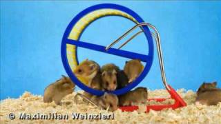 Hamster Wheel  how to take pictures of babyhamsters in a hamsterwheel [upl. by Childs]