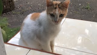 Kucing telon sedang live sekarangmornings [upl. by Bibby452]