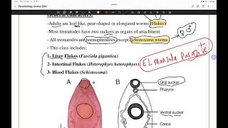 مراجعة ميد بارا أولي تمريض منصورة  trematodes 🪱 [upl. by Cartie]