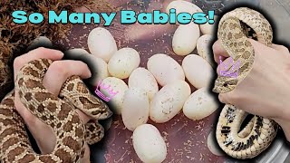 Our Hognose Laid a HUGE Clutch of Eggs [upl. by Dlaner]