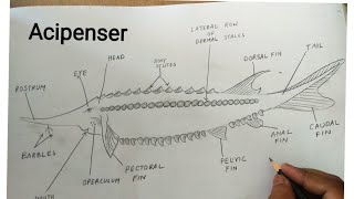 how to draw acipenser sturio fish [upl. by Joed808]