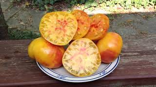 Pineapple Tomato A Beautiful And Tasty Bi Color [upl. by Laurent]