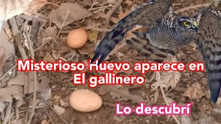 🔴El Misterioso Huevo 🥚 diminutivo Misterio Resuelto😱❓🐿️ [upl. by Garibull]