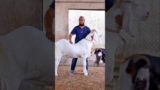 Janwar Paala Karo😍♥️ bakraeid bakraeid2025 bakraeidspecial bakra goats trending biggoats [upl. by Enoyrt]