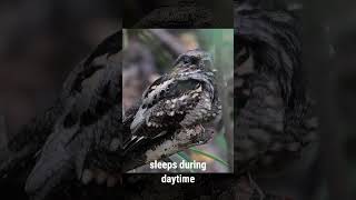 Only in the Philippines Philippine Nightjar birds wildlife birding [upl. by Nidorf]