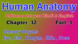 Sensory Organs  EyeEarTongueSkinNose dpharma 1st year Hindi  Human Anatomy amp Physiology📖 [upl. by Nirehtac]