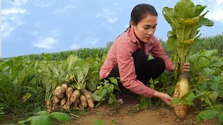 Harvesting Radishes  A type was domesticated since the Roman period Goes to market sell  Gardening [upl. by Hay]