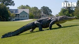 The Alligators taking over Americas golf courses  BBC [upl. by Rikki595]