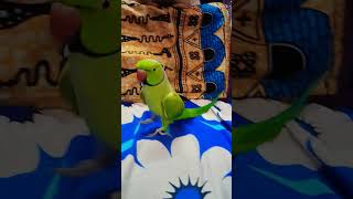 parrotsinging birds talkingparrot mitthu parrot cute parrottalking [upl. by Hazlett]