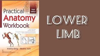 Anatomy practical filled workbook  Lower limb Anatomy [upl. by Adnovad]