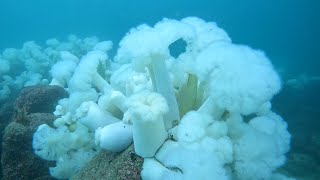 Scuba Dive the Kelp Forest of Breakwater Cove Monterey California [upl. by Ylime]