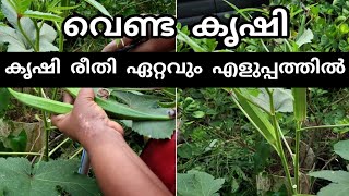 ഇങ്ങനെ വെണ്ട കൃഷി ചെയ്താൽ നൂറുമേനി വിളവ് Grow ladies finger at home for beginnersbindi farming [upl. by Salomon]