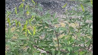 Pigeon Peas Great Nutrition For You [upl. by Philip]