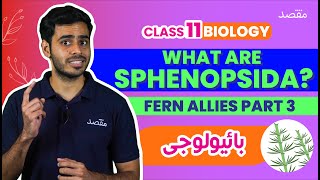 What is Sphenopsida Discover Subdivision of Fern allies Part 3 I 11th Class Biology I Sindh Board [upl. by Suoiradal950]