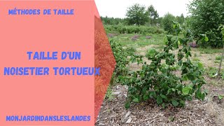 Taille de noisetier tortueux  Monjardindansleslandes [upl. by Leilamag974]