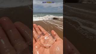 Man Saved Beautiful Jellyfish 😍 shorts [upl. by Okoyik]