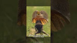 This lizard can run on the water  animal video Frilled Lizard [upl. by Ahsiuqet]