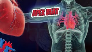 Apex beat Human Heart ❤️ amp Cardiology ❤️🔊✅ [upl. by Wahkuna866]