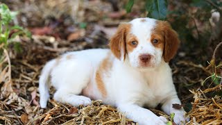 The Brittany Dog A Versatile and Distinctive Sporting Breed [upl. by Carlo]