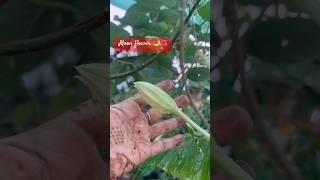 Moon flower 🌙🌺  Ipomoea pea  Hapoy Dhanteras 2024 viralvideo youtubeshorts viralshort [upl. by Georgeanne34]