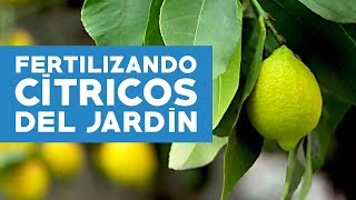 ¿Cómo fertilizar los cítricos del jardín en primavera [upl. by Elleoj66]