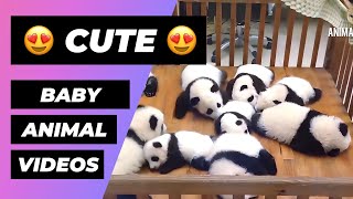 The Cutest Baby Animals In The World 🔴 1 Minute Animals [upl. by Einram110]