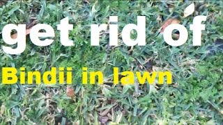 Bindii Weeds In Lawn Soliva sessilis How To Get Rid Of Oxalis How To Get Rid Of Wintergrass [upl. by Greggs]